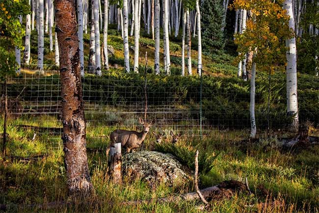 Picture 3 of Despite living up to 80,000 years old, the largest and oldest creature in the world is still dying