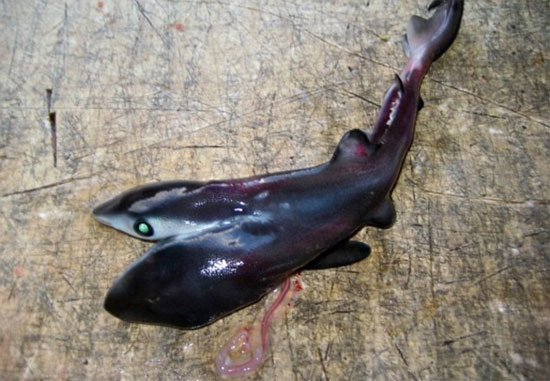 Picture 2 of Detect additional fetal 2-headed shark weird
