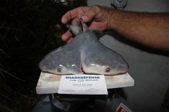 Picture 3 of Detect additional fetal 2-headed shark weird