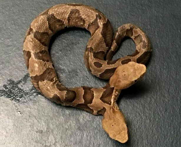 Picture 1 of Detect extremely rare two-headed snakes right in the yard