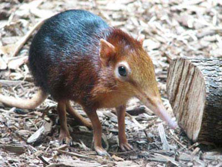 Picture 1 of Detect rats like elephants