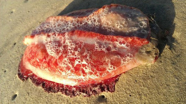 Picture 1 of Detect the bizarre red creature without eyes, mouth