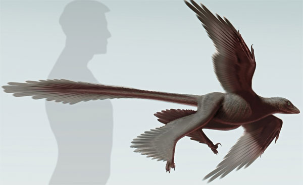 Detected fossil dinosaur four wings images 1