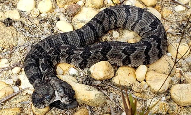 Picture 1 of Detected two-headed rattlesnakes in the US