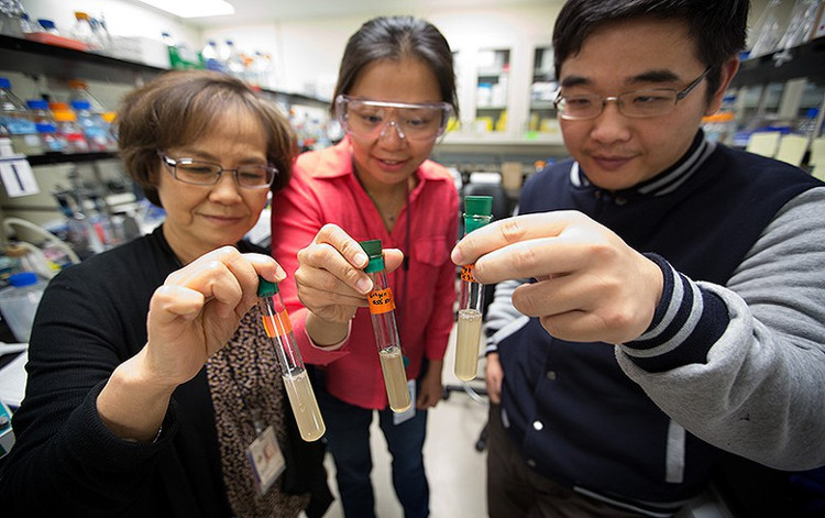 Picture 2 of Detecting a bacterium that eats CO2