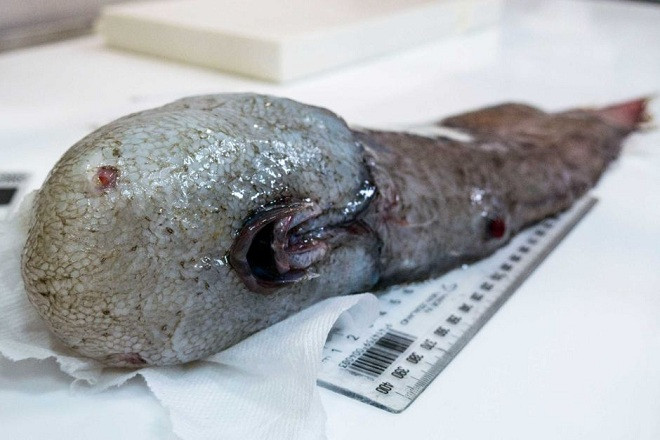 Picture 1 of Detecting a monstrous non-surface creature in the deep sea