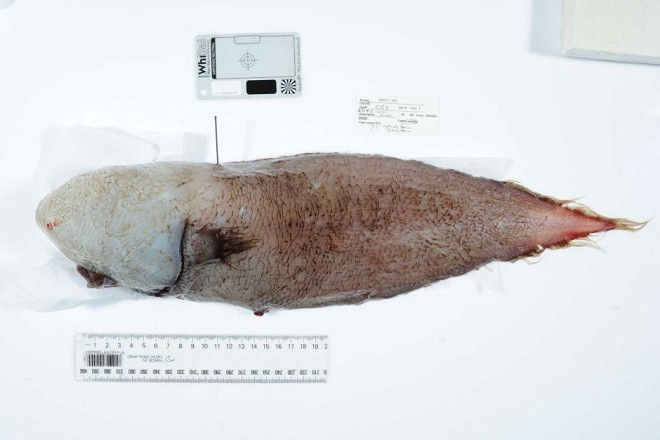 Picture 2 of Detecting a monstrous non-surface creature in the deep sea