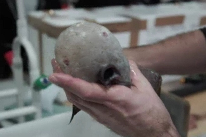 Picture 3 of Detecting a monstrous non-surface creature in the deep sea