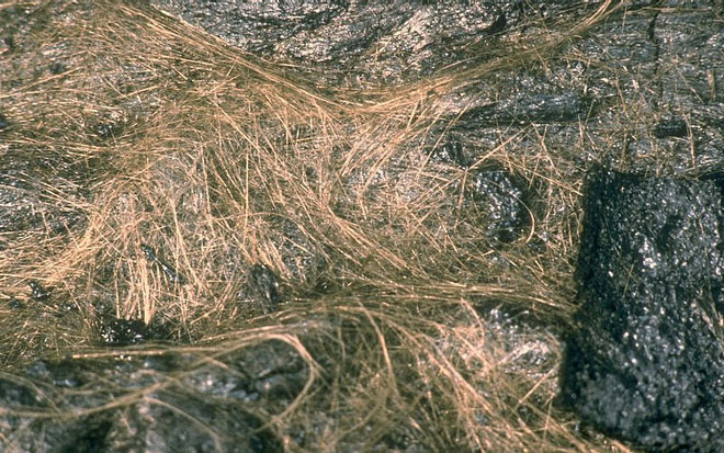 Picture 1 of Detecting a series of golden rays gleaming like human hair but no one dared to touch it for the following reason