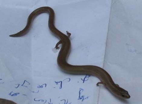 Picture 1 of Detecting a strange 4-legged snake in Khanh Hoa