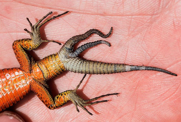 Picture 1 of Detecting a three-tailed lizard