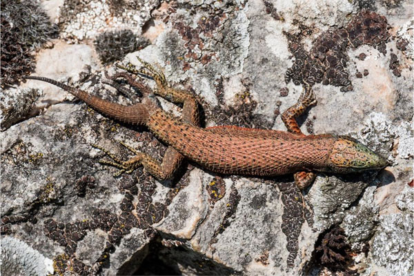 Picture 2 of Detecting a three-tailed lizard