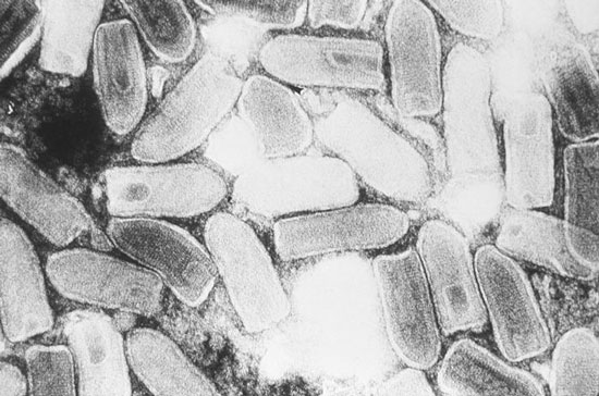 Picture 1 of Detecting a virus can cure cancer effectively