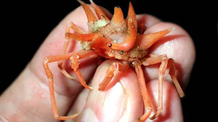 Picture 1 of Detecting alien creatures under the seabed of Indonesia