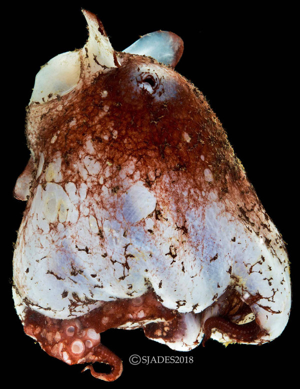 Picture 10 of Detecting alien creatures under the seabed of Indonesia