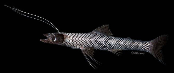 Picture 11 of Detecting alien creatures under the seabed of Indonesia
