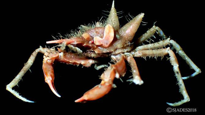 Picture 3 of Detecting alien creatures under the seabed of Indonesia