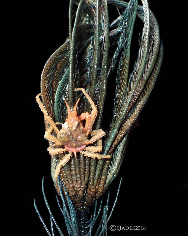 Picture 4 of Detecting alien creatures under the seabed of Indonesia