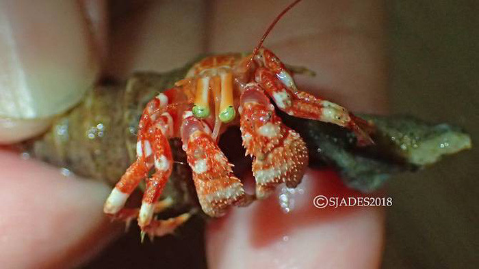 Picture 5 of Detecting alien creatures under the seabed of Indonesia