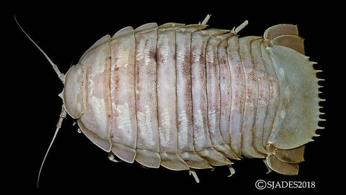 Picture 7 of Detecting alien creatures under the seabed of Indonesia