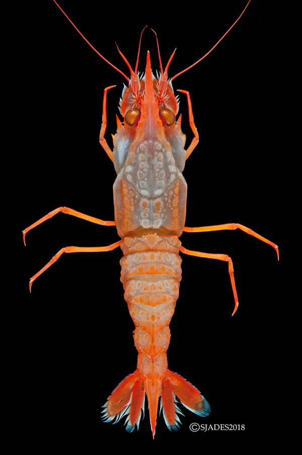 Picture 8 of Detecting alien creatures under the seabed of Indonesia