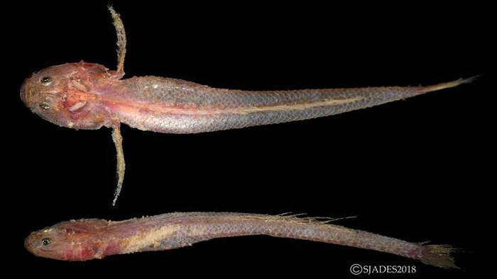 Picture 9 of Detecting alien creatures under the seabed of Indonesia