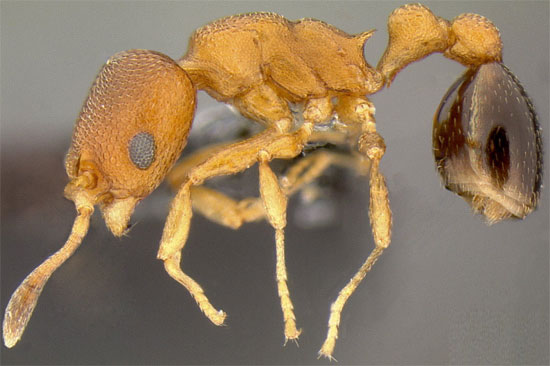 Picture 1 of Detecting ants 'pirates' weird