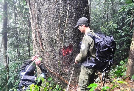 Picture 1 of Detecting bile trees with diameter