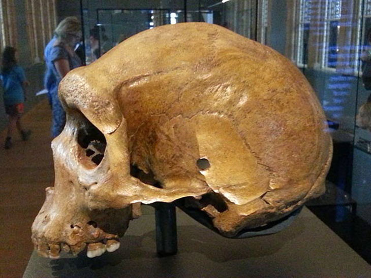 Picture 2 of Detecting bullet holes on millions of years old prehistoric skulls