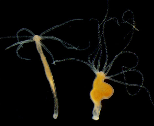 Picture 1 of Detecting cancer in primitive animals