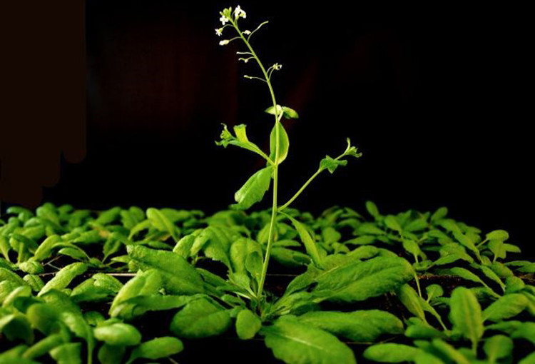 Picture 1 of Detecting cell groups functions as the brain of the seed