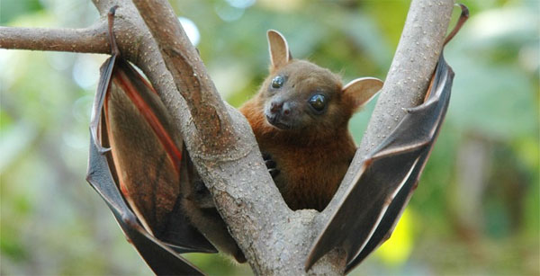 Picture 1 of Detecting cells helps bats navigate in space