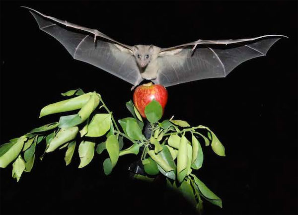 Picture 2 of Detecting cells helps bats navigate in space