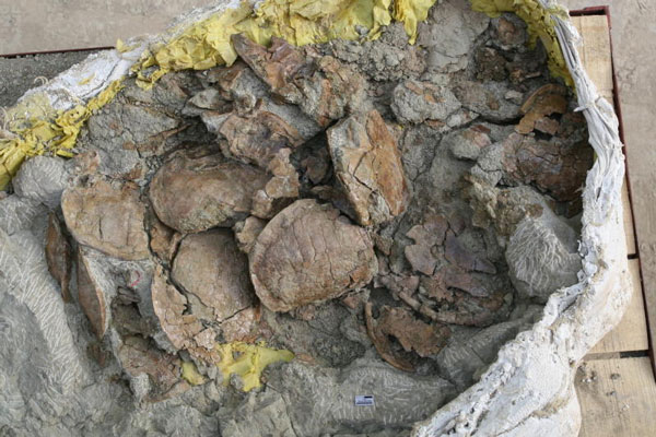 Picture 1 of Detecting collective dead turtle fossils