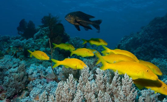 Picture 1 of Detecting collective predatory fish