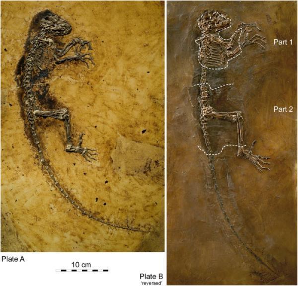 Picture 1 of Detecting common ancestor fossils of humans and modern primates