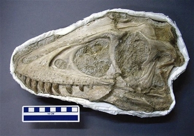 Picture 3 of Detecting complete bone fossils of a dinosaur