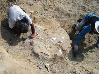 Picture 4 of Detecting complete bone fossils of a dinosaur