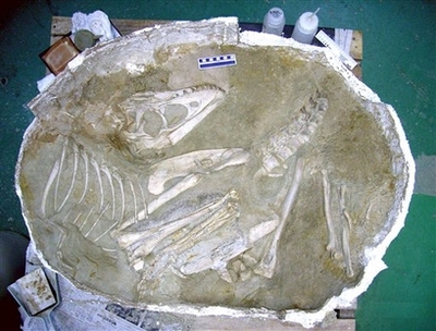 Picture 5 of Detecting complete bone fossils of a dinosaur