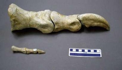 Picture 6 of Detecting complete bone fossils of a dinosaur