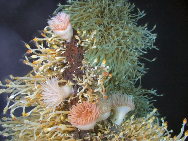 Picture 3 of Detecting concussions about 20 species of strange creatures in Antarctica