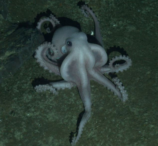 Picture 4 of Detecting concussions about 20 species of strange creatures in Antarctica