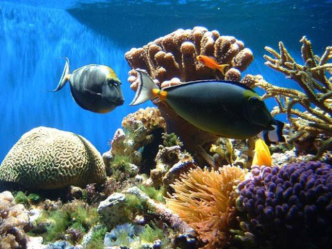 Picture 1 of Detecting conditions to help corals escape extinction