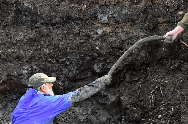 Picture 1 of Detecting curly feather mammoths in soybean fields