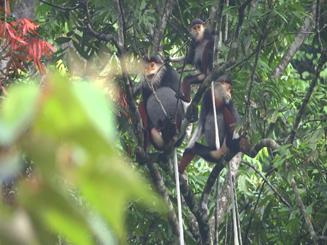 Picture 1 of Detecting dozens of white and black-cheeked gibbon flocks in Quang Binh