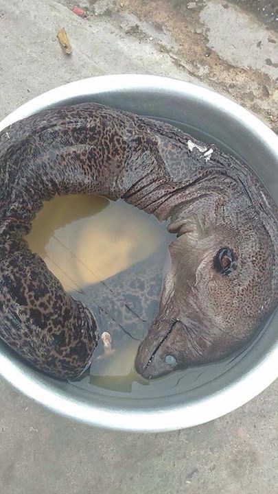 Picture 1 of Detecting exotic rare fish in Nam Dinh