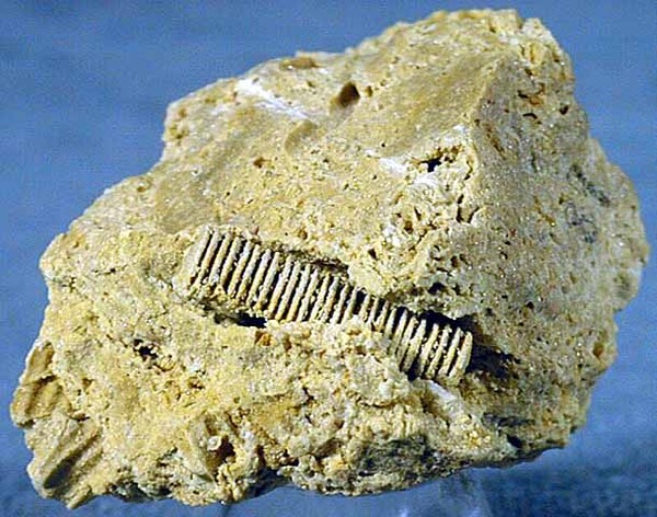 Picture 1 of Detecting fossil controversy: Aliens or sea creatures?