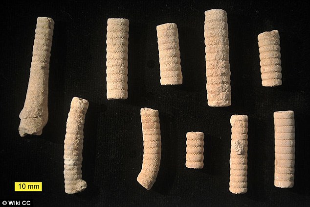 Picture 2 of Detecting fossil controversy: Aliens or sea creatures?