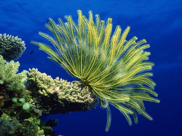 Picture 5 of Detecting fossil controversy: Aliens or sea creatures?