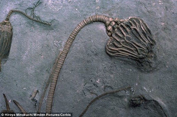 Picture 6 of Detecting fossil controversy: Aliens or sea creatures?
